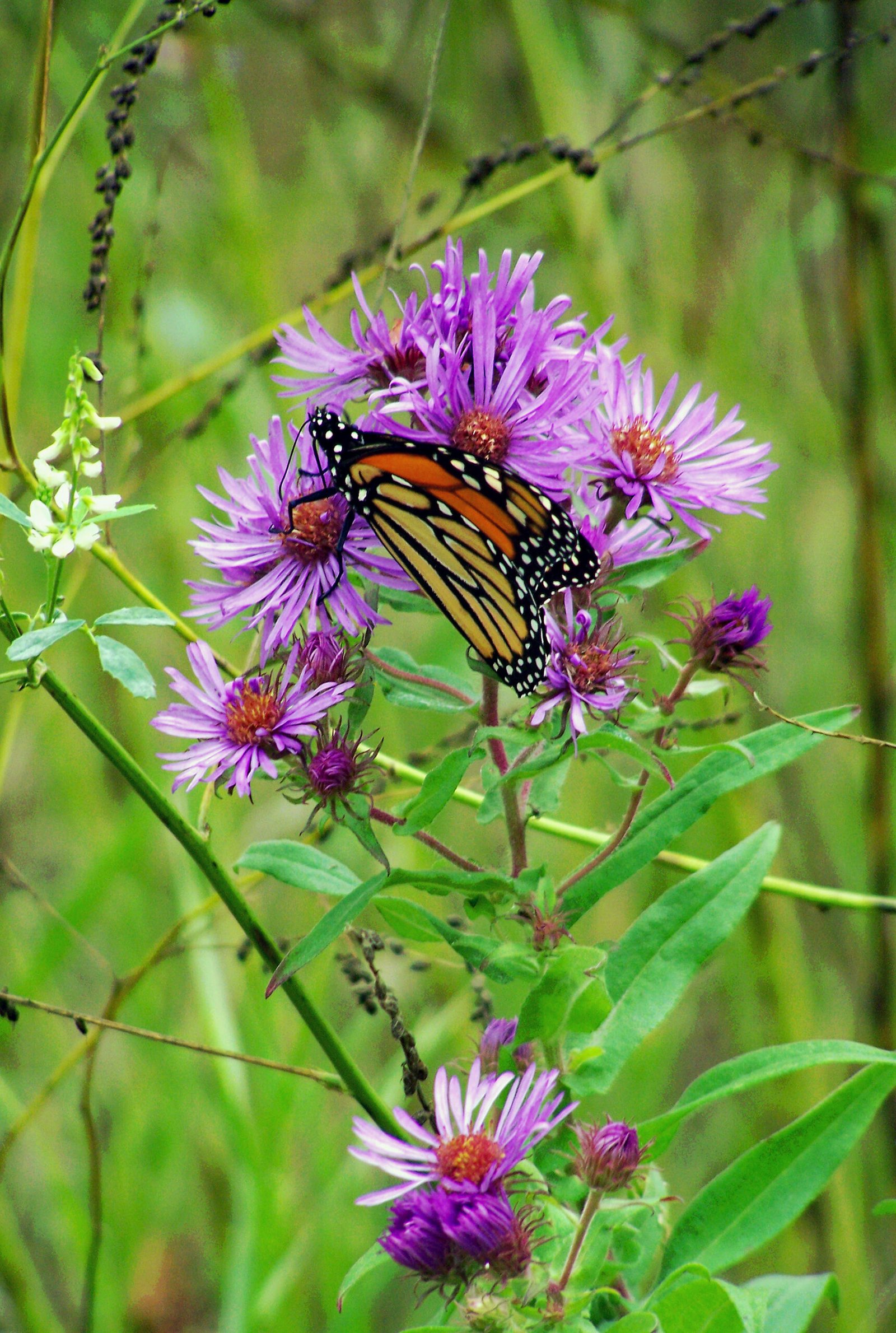 Any - Creature - Monarch Butterfly