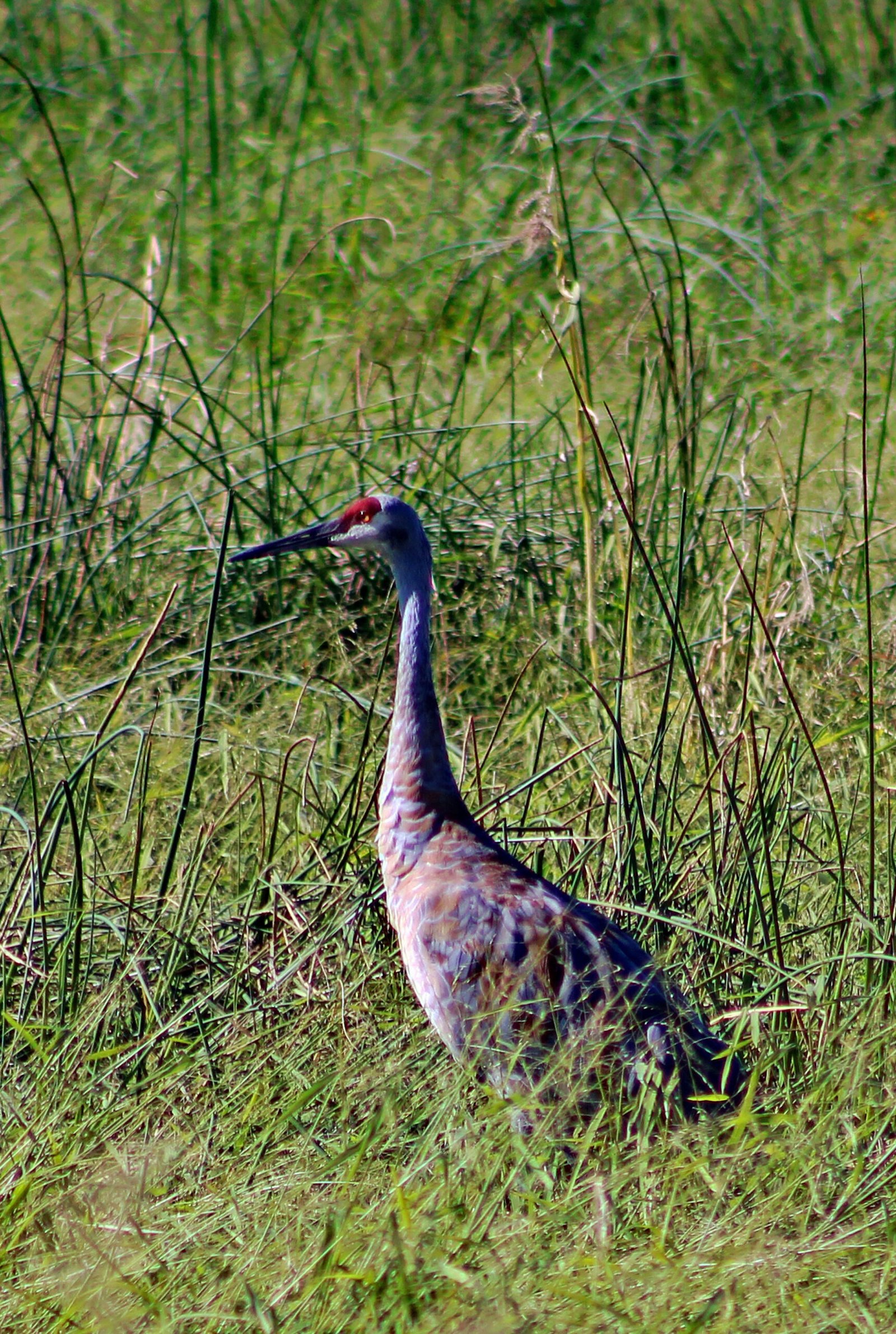 Any - Creature - Sandhill Crane