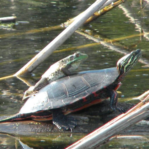 Any - Creature - Frog and Turtle